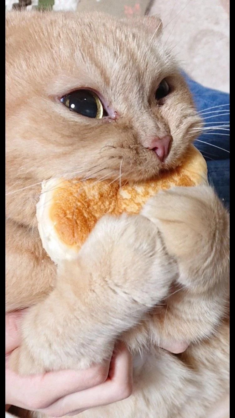 A cat sitting contentedly with a loaf of bread